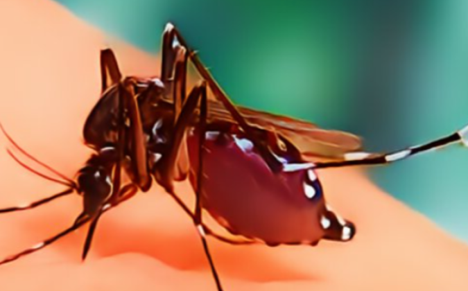 ২৪ ঘণ্টায় ডেঙ্গুতে চারজনের মৃত্যু, হাসপাতালে ৮১৪